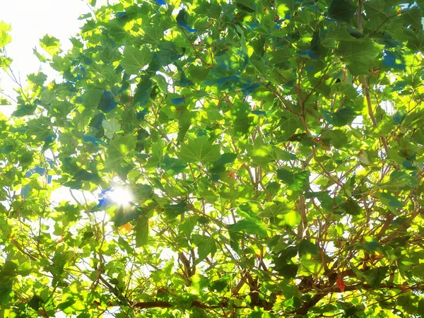 Зеленые листья в качестве фона — стоковое фото