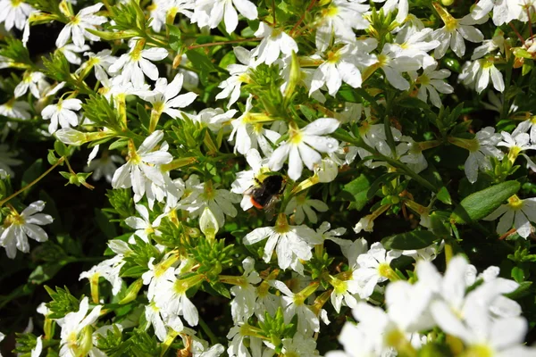 Witte bloemen in de tuin bij zon scheen — Stockfoto