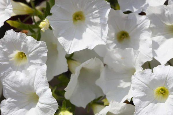 Plantas de flor branca petúnia no jardim . — Fotografia de Stock