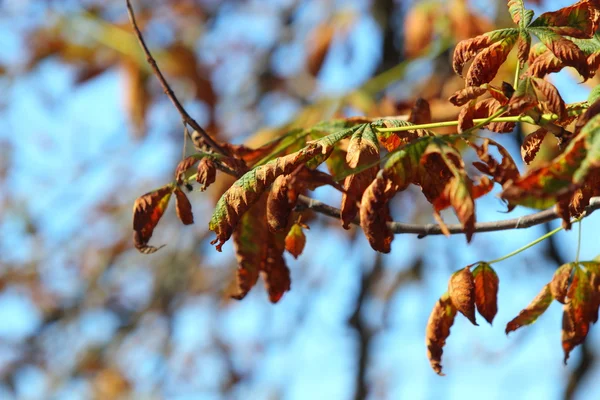 Brillante autunno foglie ippocastano — Foto Stock