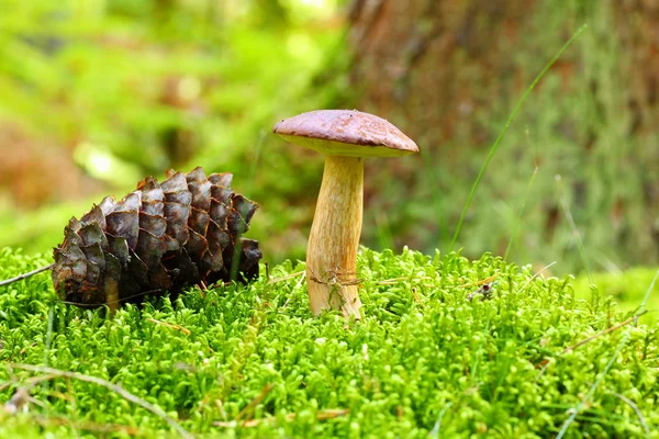 Forest mushroom bay bolete in a green moss — Stock Photo, Image