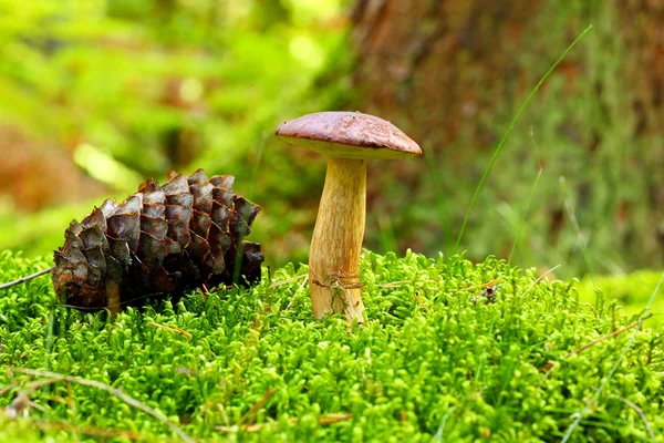 Forest mushroom bay bolete in a green moss — Stock Photo, Image