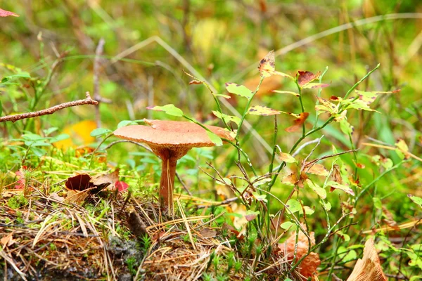 Forest mushroom in a green moss — Stock Photo, Image