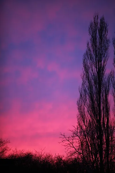 Dramatic pink sky and trees sunset or sunrise — Stock Photo, Image