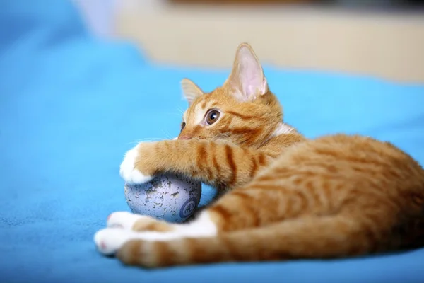 Animales en casa - gatito pequeño gato lindo rojo en la cama — Foto de Stock