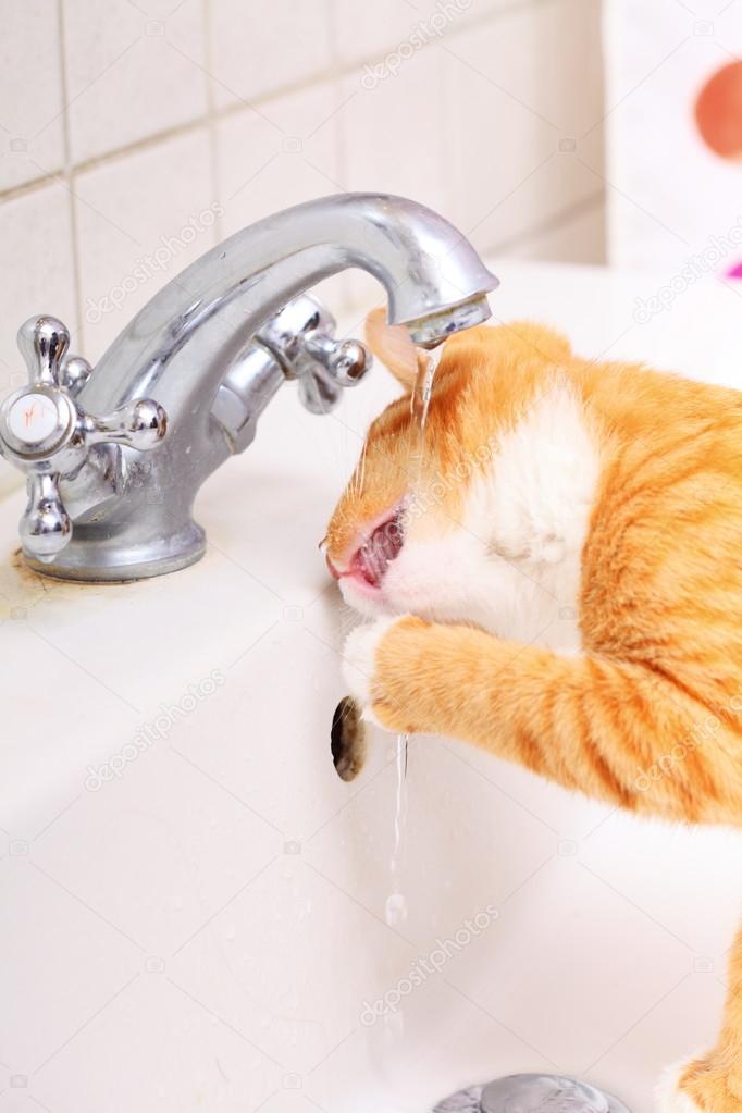 Animals At Home Red Cat Pet Kitty Drinking Water In Bathroom