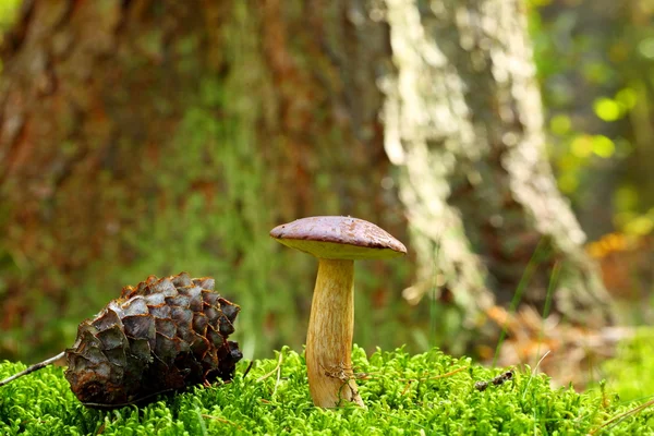 Forest mushroom bay bolete in a green moss — Stock Photo, Image