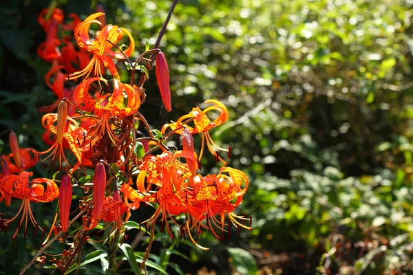 橙色莉莉花百合户外 — 图库照片