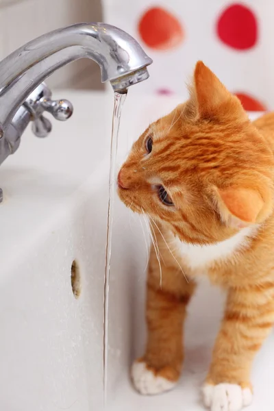 Animales en casa gato rojo gato gatito beber agua en baño — Foto de Stock