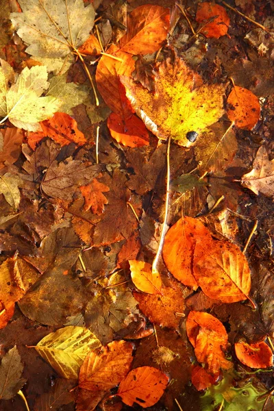 Foglie autunnali colorate come sfondo — Foto Stock