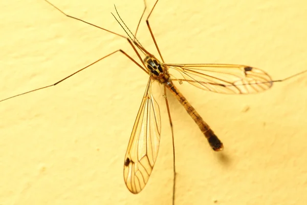 Mosquito sentado na parede interior — Fotografia de Stock