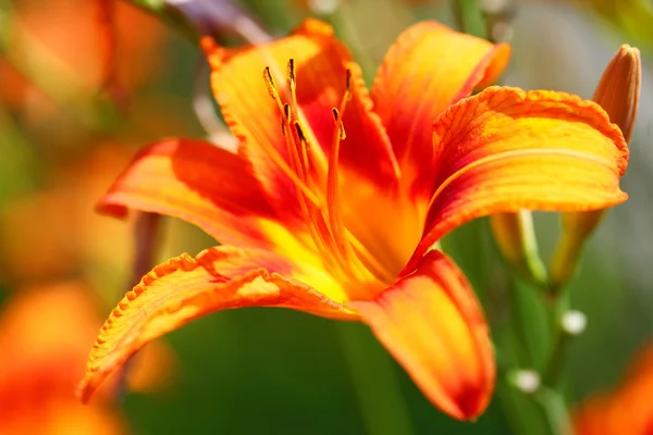 Orange lilly blomma liljor utomhus — Stockfoto