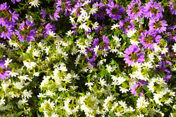 Flores blancas violetas en el jardín brillaban al sol —  Fotos de Stock