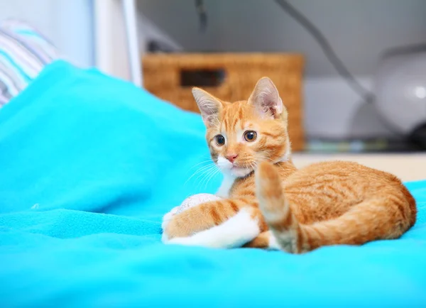 Animals at home - red cute little cat pet kitty on bed — Stock Photo, Image