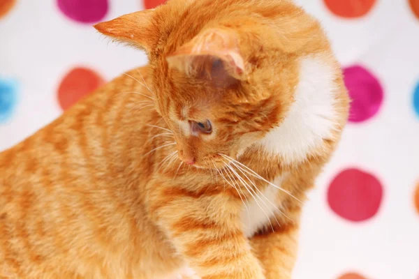 Animals at home red baby cat pet kitty in bathroom — Stock Photo, Image