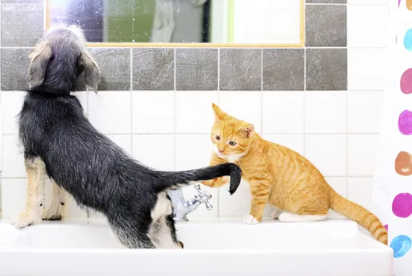 Animaux à la maison chien et chat jouant ensemble dans la salle de bain — Photo