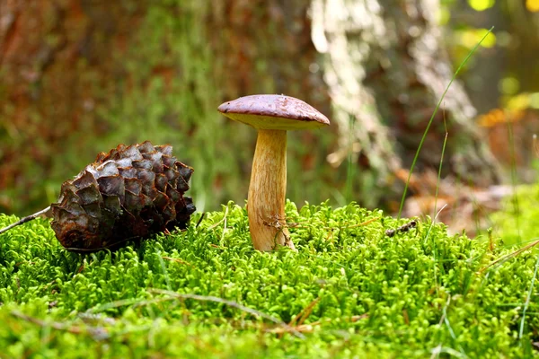 Forest mushroom bay bolete in a green moss — Stock Photo, Image