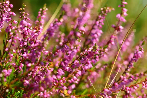 Blossoming heather in the summer — Stock Photo, Image