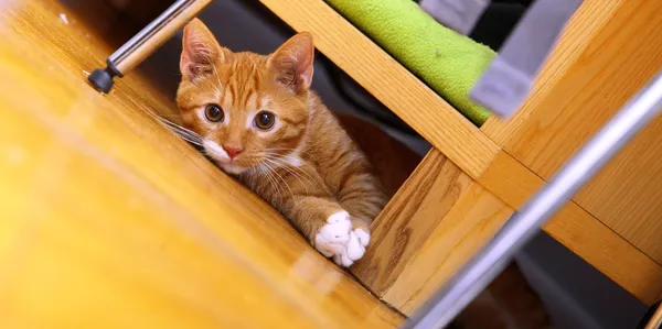 Animales en casa - gatito pequeño gato lindo rojo en el suelo —  Fotos de Stock