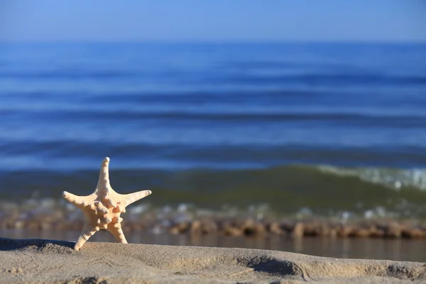 Stella marina sulla spiaggia sullo sfondo dell'oceano — Foto Stock