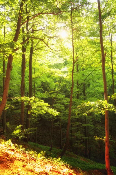 Prachtig groen bos Polen Bieszczadzki — Stockfoto