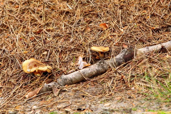 Fungo selvatico della foresta a terra — Foto Stock