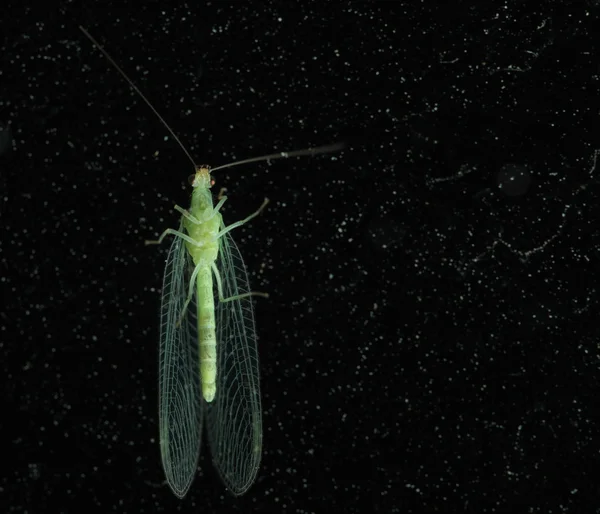 Green insect front view black background — Stock Photo, Image