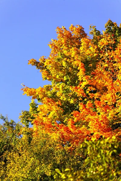 Schöne Herbstbäume. Herbstliche Landschaft. — Stockfoto