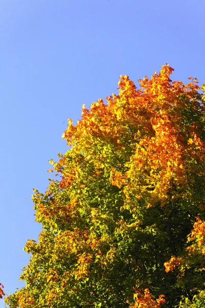 Schöne Herbstbäume. Herbstliche Landschaft. — Stockfoto