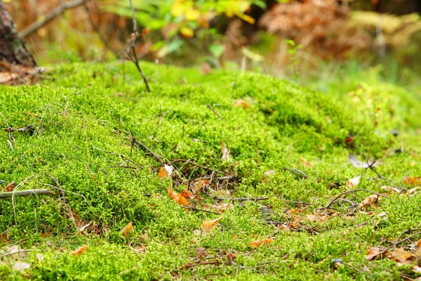 秋の森の中の苔むした成長 — ストック写真