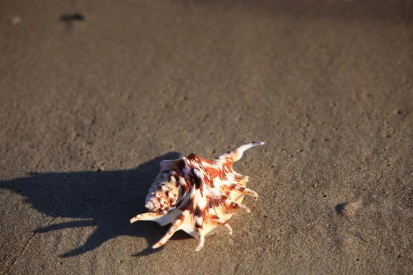 Κέλυφος θάλασσα με άμμο ως φόντο — Φωτογραφία Αρχείου