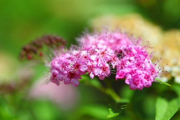 Pink flowers in garden outdoor — Stock Photo, Image