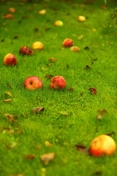 Autunno sfondo, mele rosse a terra in giardino — Foto Stock