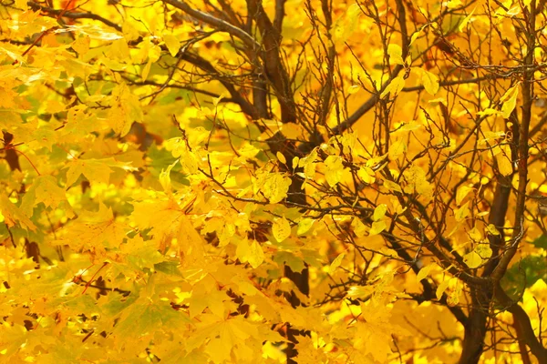 Luminose foglie autunnali nell'ambiente naturale — Foto Stock