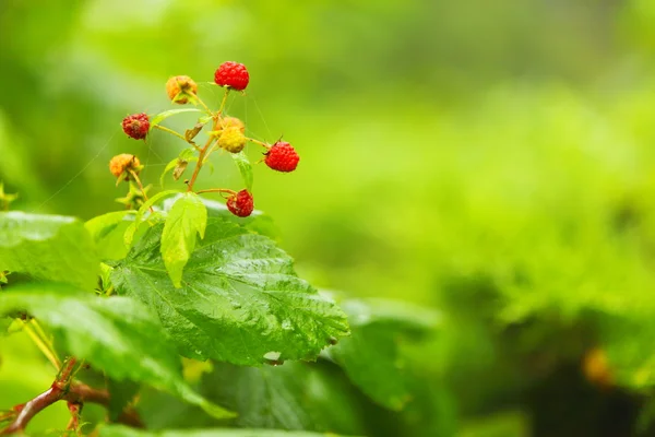 Rama creciente de bayas rojas frambuesa en el jardín — Foto de Stock