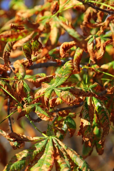 Bright autumn leaves horse chestnut tree — Stock Photo, Image