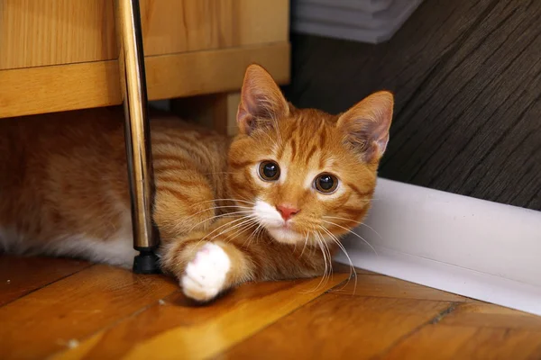 Animais em casa - pequeno gato bonito gatinho vermelho no chão — Fotografia de Stock