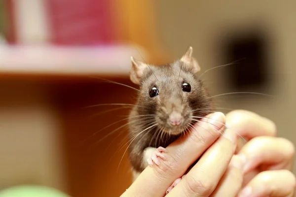Amistoso animal doméstico rata marrón en la mano humana, animales en casa —  Fotos de Stock