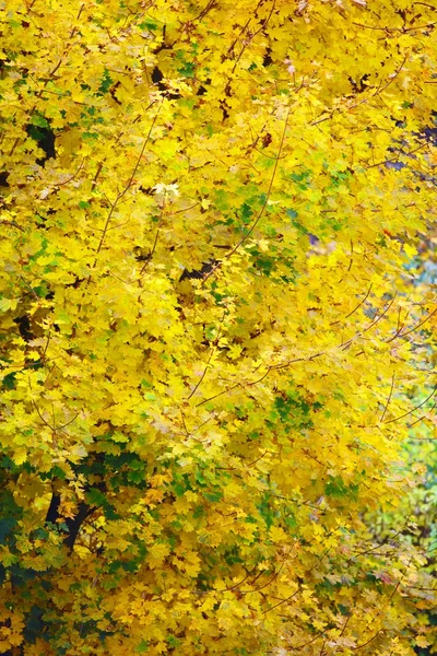 Feuilles d'automne lumineuses dans l'environnement naturel — Photo