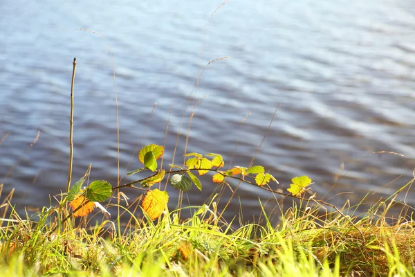 Grünes Gras am Fluss — Stockfoto