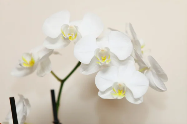 Фаленопсис. Белая орхидея на фоне стены — стоковое фото