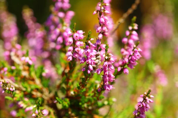 Bloeiende heide in de zomer — Stockfoto