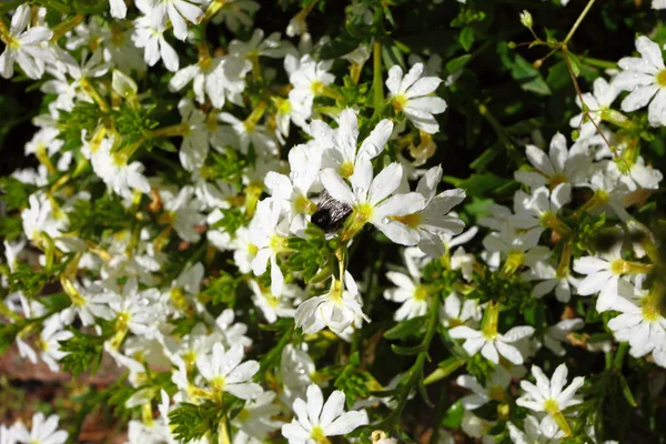 Flores brancas no jardim brilhou ao sol — Fotografia de Stock