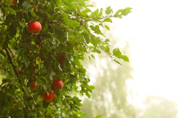 Rött äpple som växer på träd. Naturprodukter. — Stockfoto