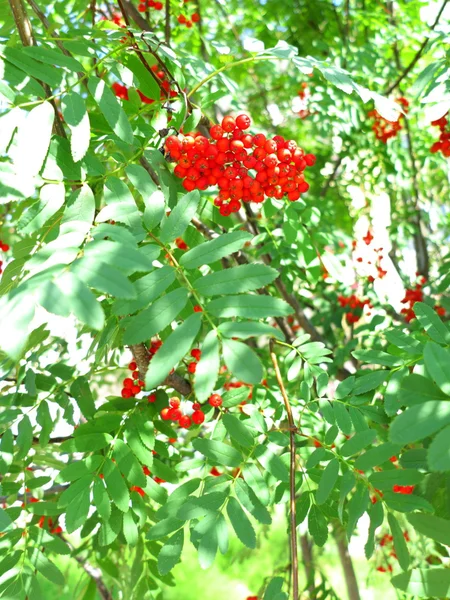 Autumn rowan berries ashberry. Sorbus aucuparia — Stock Photo, Image