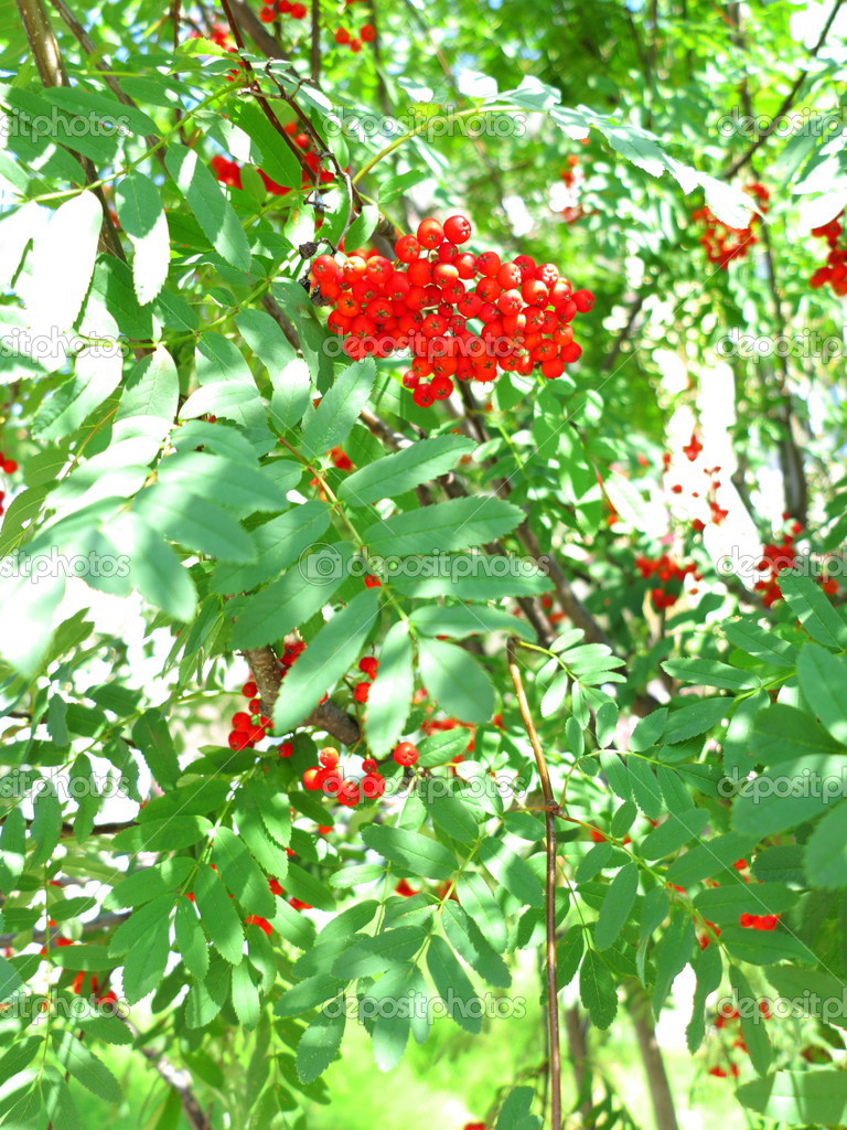 セイヨウナナカマド Images Libres De Droit Photos De セイヨウナナカマド Depositphotos