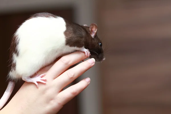 Amistoso animal doméstico rata marrón en la mano humana, animales en casa — Foto de Stock