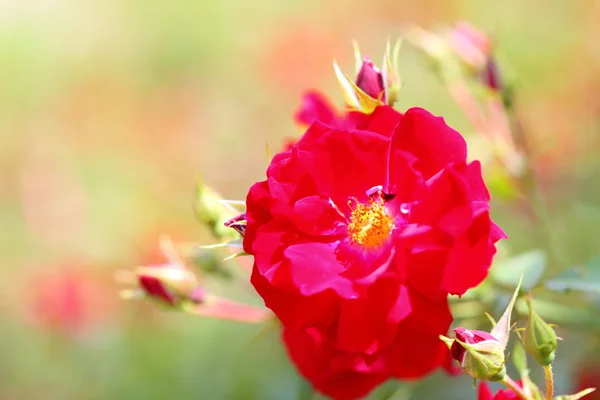빨간 장미 야외의 부시 — 스톡 사진