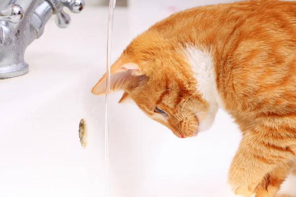 Animals at home red cat pet kitty drinking water in bathroom — Stock Photo, Image