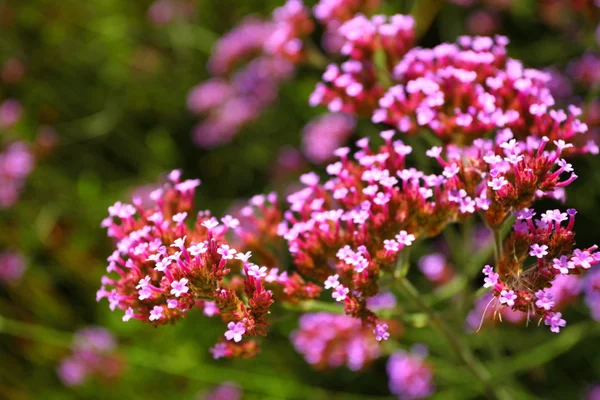 Fiori rosa nel giardino risplendevano al sole — Foto Stock
